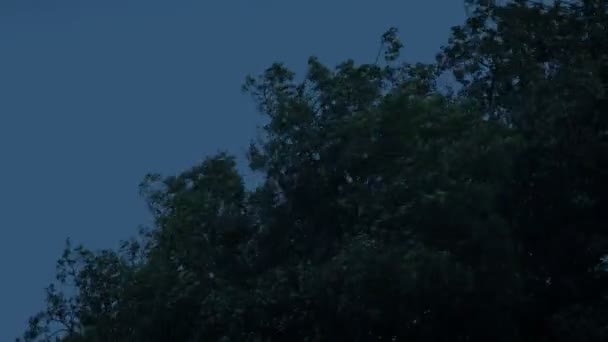 Вершины дерева в бурном вечером — стоковое видео
