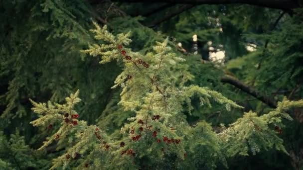 Bomen met dennenappels In de avond — Stockvideo