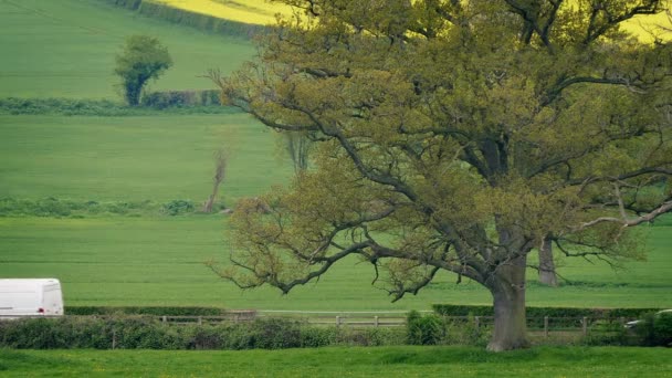 Veicoli su strada rurale passato grande quercia — Video Stock