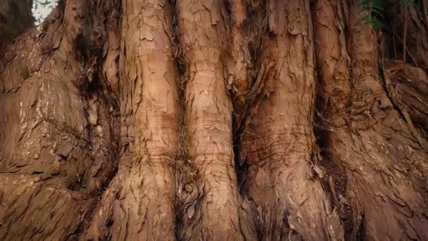 Movendo-se ao redor enorme tronco de árvore velha — Vídeo de Stock