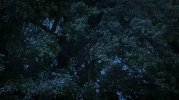 Bomen zwaaien In stormachtig weer In de avond — Stockvideo