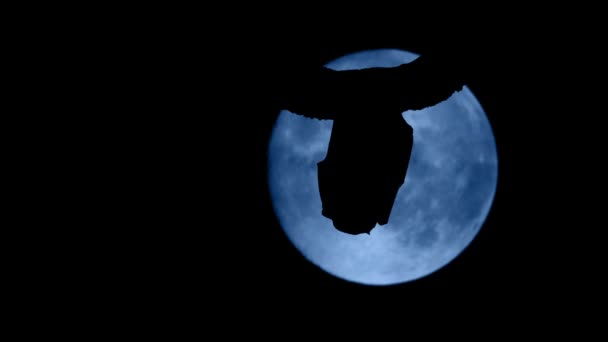 Murciélago en frente de luna llena vuela apagado — Vídeo de stock