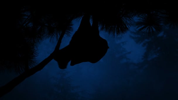 La chauve-souris accroche un arbre dans la forêt la nuit — Video