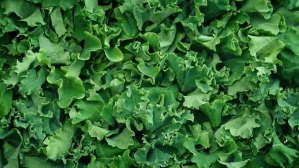 Čerstvé Kale zeleninová rotační — Stock video