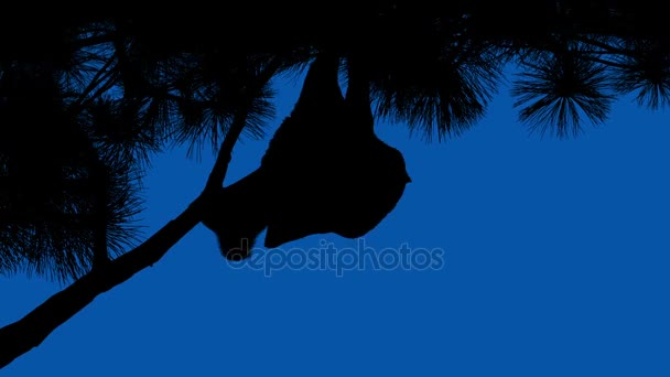 Murciélago cuelga de rama en el cielo azul — Vídeo de stock