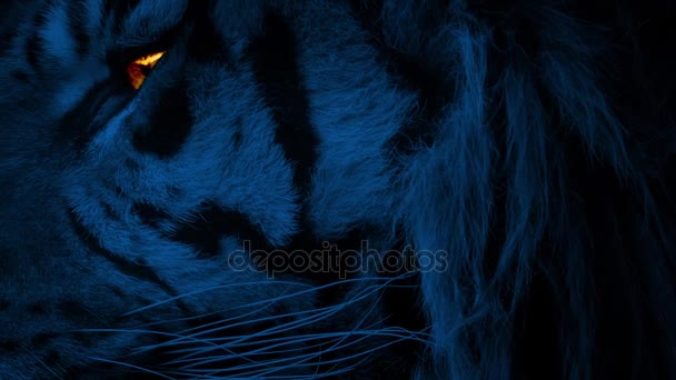 Cara de tigre à noite com olho brilhante — Vídeo de Stock