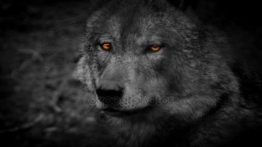 Kurt yan görünüm gözlerive soyut