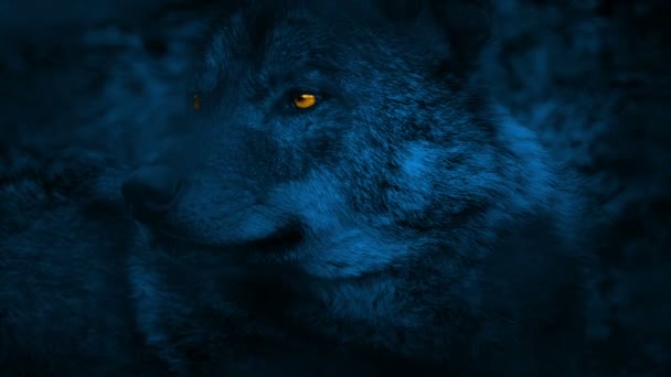 Lobo olhando ao redor com olhos brilhantes à noite — Vídeo de Stock