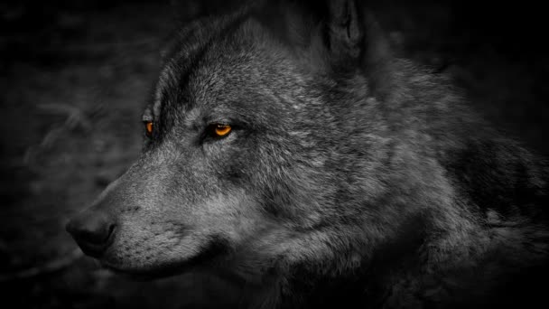 Boční pohled s ohnivýma očima abstrakt Wolf