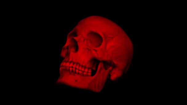 Red Adult Human Skull Rotating Loop — Stock Video