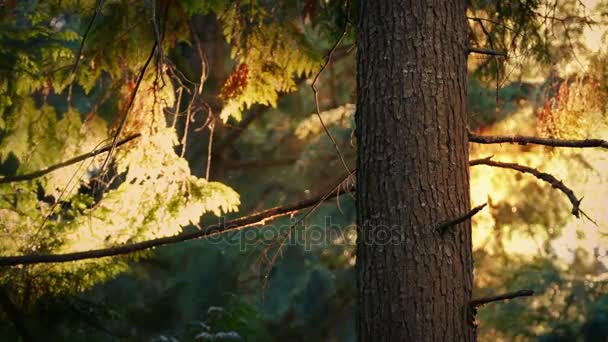 Arbre au coucher du soleil avec chute de pollen 