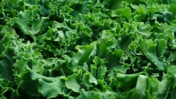 Kale vegetale ruotando primo piano — Video Stock