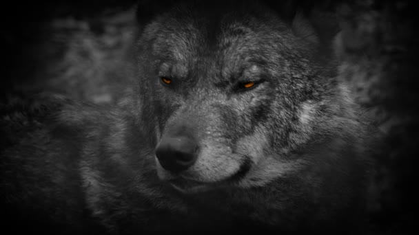 Wolf, rozhlédl se kolem sebe s ohnivýma očima abstrakt