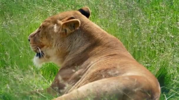 Löwin ruht im langen Gras — Stockvideo