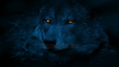 Geceleri parlayan gözlerle kurt yan görünüm