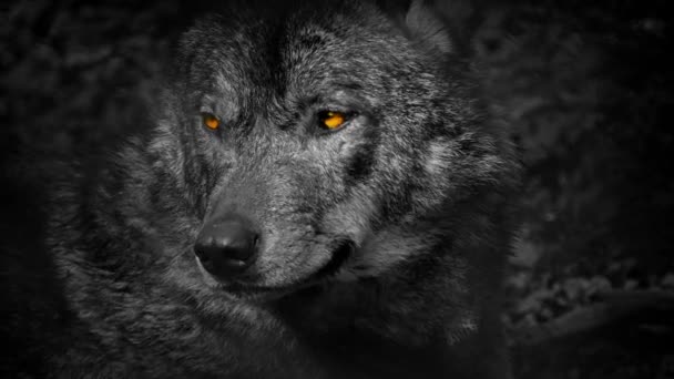Wolf vrčí s ohnivýma očima abstrakt