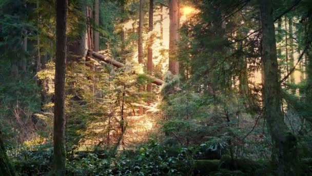 Bosque pacífico iluminado por el sol de la tarde — Vídeos de Stock