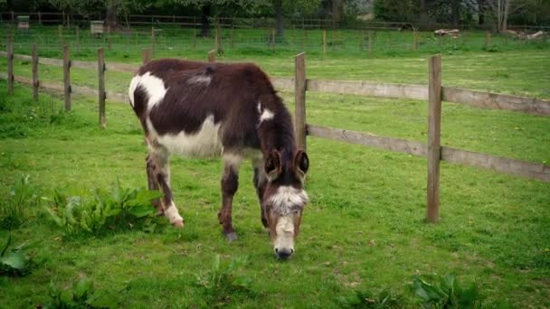 Burro comiendo hierba en la granja — Vídeos de Stock