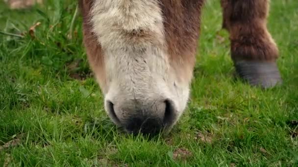 Gros plan d'âne mangeant de l'herbe — Video