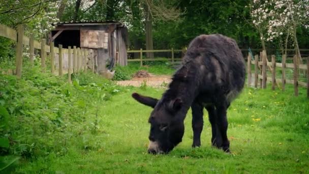 Burro pastando en la tranquila campiña — Vídeos de Stock