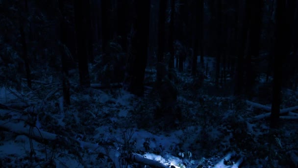 Homme avec torche dans la forêt enneigée la nuit — Video