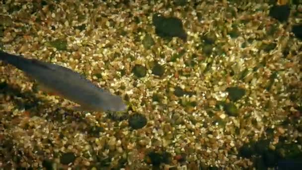 Вид зверху риби в дрібних річки — стокове відео