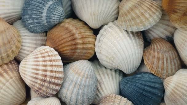 Pile Of Seashells — Stock Video