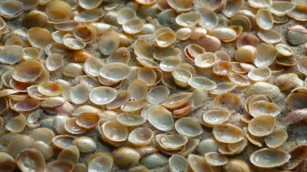 Kleine Muscheln bedecken den Sand — Stockvideo