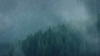 Vahşi ormanda ağır Yağış