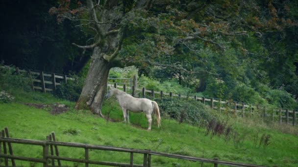 Horse Sheltering Under Tree In The Countryside — Stock Video