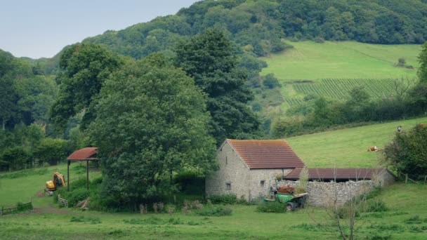 Granja pacífica escena con granero y vacas — Vídeos de Stock