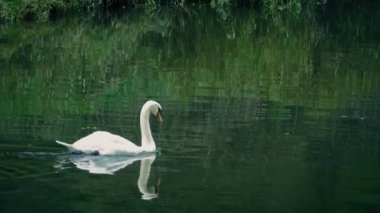 Kuğu çevresinde nehirde yüzüyor
