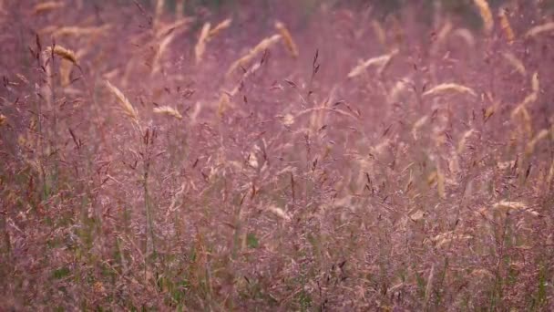 Dzikie łąki w delikatny wiaterek — Wideo stockowe