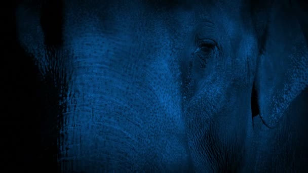 Cara de elefante en la noche — Vídeos de Stock