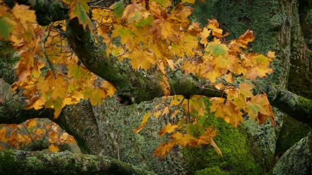 Coloridas hojas de otoño en la rama del árbol — Vídeos de Stock