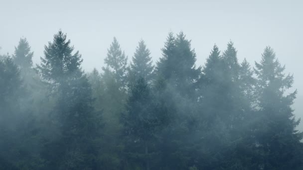 Niebla girando alrededor de árboles forestales — Vídeo de stock