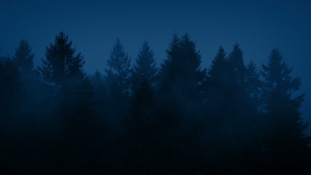 Ομίχλη σάβανα δασικά δέντρα τη νύχτα — Αρχείο Βίντεο