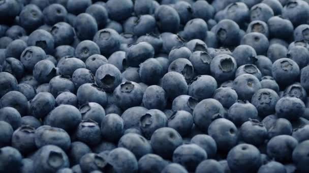 Blaubeeren in Nahaufnahme — Stockvideo