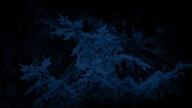 Çam kozalakları gece ağaçlarıyla