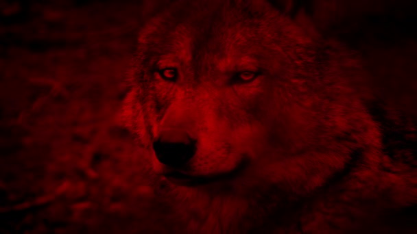 狼側ビュー ブラッドレッド抽象 — ストック動画