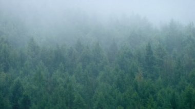 Şiddetli yağmur ormanında dumanlı