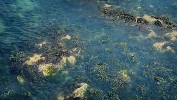 Alghe Che Muovono Nel Mare — Video Stock