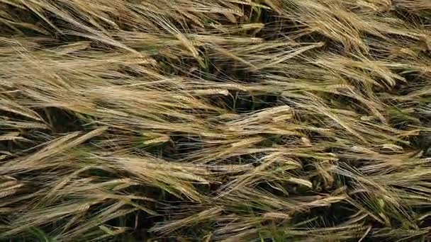 Накладний Знімок Кукурудзяного Плетіння Бризі — стокове відео