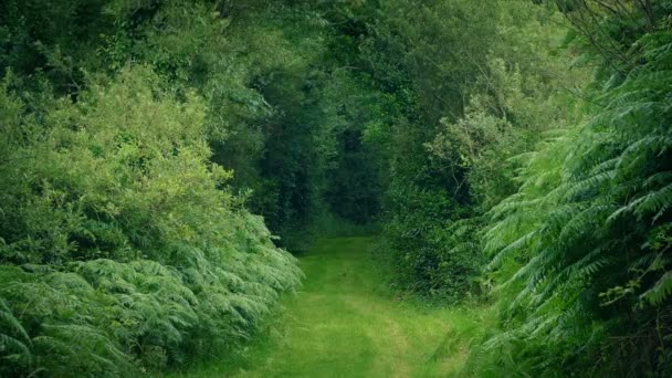 Sentiero Panoramico Tra Gli Alberi — Video Stock