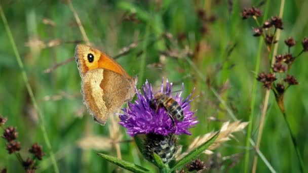 Honey Bee Butterfly Collecting Nectar Flower — Stock Video