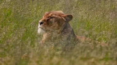 Uzun otların sallanan aslan dönüyor