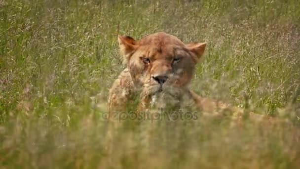 Lioness Looks Wind Shakes Grass — стоковое видео