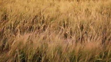 Deniz Mısır altın akşam ışık