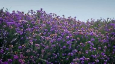 Dağ Gorse bitki güçlü Rüzgar