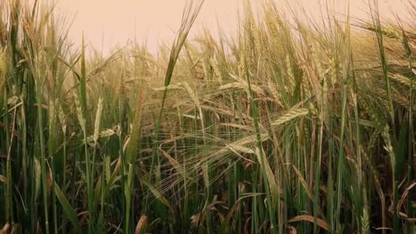 Corn Shoots Sunset — Stock Video